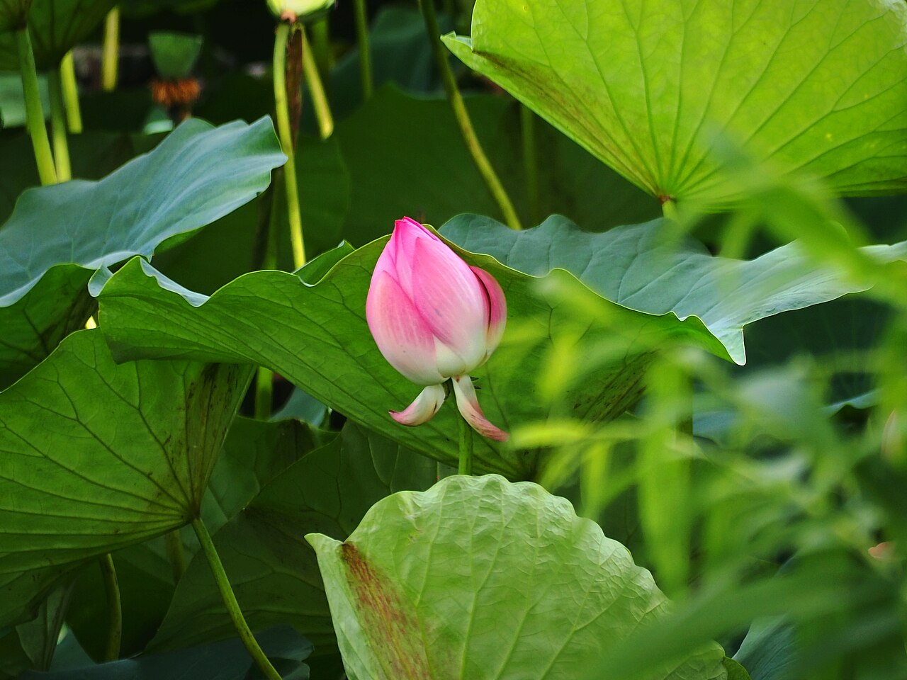 Dong Zhongshu