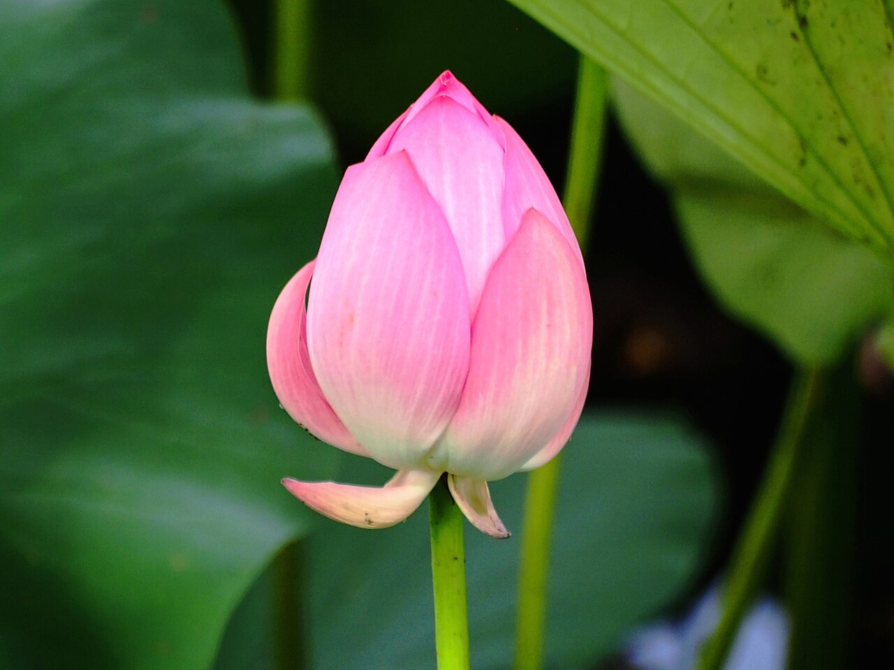Dong Zhongshu